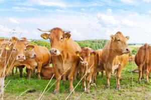 Der Führerschein der Klasse T richtet sich ausschließlich an Fahrzeuge, die einem forst- oder landwirtschaftlichen Zweck dienen.