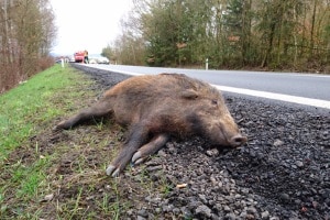 Wildunfall: Ein häufiger Vorfall auf Landstraßen.