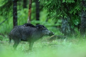 Haben Sie eine Kaskoversicherung der SIGNAL IDUNA für Ihr Auto, werden Schäden nach einem Zusammenstoß mit einem Wildschein ersetzt.